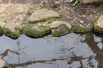 井の頭自然文化園で飼育されているカエル