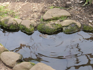 井の頭自然文化園で飼育されているカエル