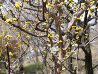 サンシュユの花が咲いている