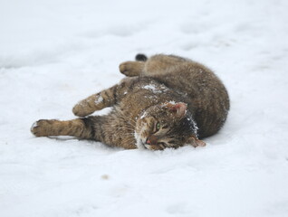 Obraz premium A grey striped green-eyed cat lies in the snow