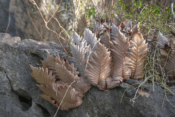 autumn dry leaves on the ground