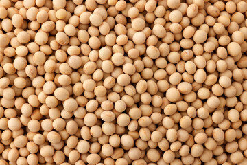 大豆　Soybean
