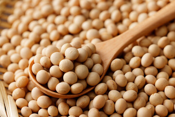 大豆　Soybean