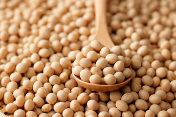 大豆　Soybean
