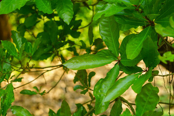 Obraz premium Freshwater mangrove tree green leaves (Barringtonia acutangula) 