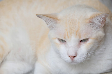 Cat sitting on the ground floor.