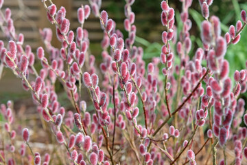 The red furry catkins of Salix gracilistyla, Korean Willow,  ‘Mount Aso’ . © Alexandra