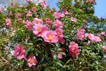Pink Camellia x williamsii ‘Mary Christian’ in flower.