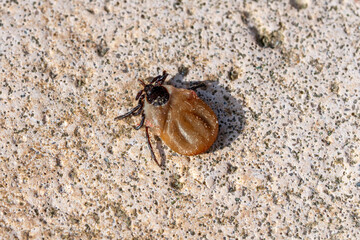 Close up of a removed common wood tick (Ixodes ricinus) with stone background. German name of this tick is Holzbock. 