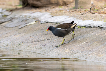 Eurasian Coot (Fulica atra) Approaching the Water