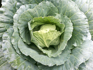 Fresh cabbage from farm field. View of green cabbages plants.