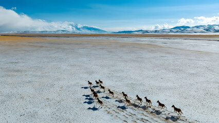 Wild Horses Running Across Snowy Plains