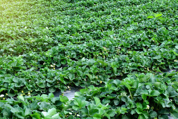 Strawberry plants