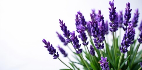 Obraz premium Fragrant lavender bush, purple blooms, isolated , picture, essential oil