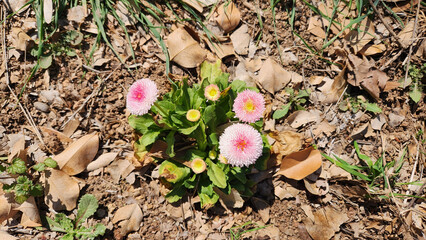 Bellis rotundifolia, the Round-leaved Daisy, graces the spring landscape with its vibrant beauty. © cilicia
