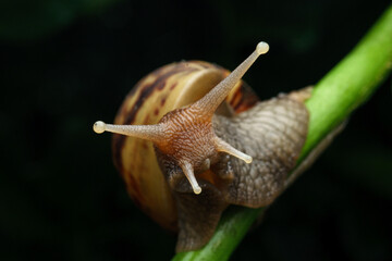 snail on a leaf