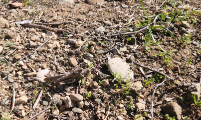 A couple of the Anacridium aegyptium, commonly known as the Egyptian Grasshopper or Egyptian Locust, is a species of grasshopper belonging to the subfamily Cyrtacanthacridinae.