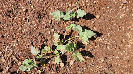 Erodium malacoides, also known as Mediterranean Stork's Bill, Soft Stork's Bill,  Oval Heron's , Mallow-Leaved Stork's , Glandular Stork's Bill