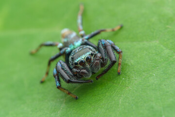 spider on a green leaf