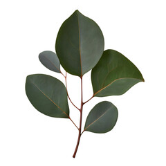 eucalyptus leaf isolated on transparent background. generative ai