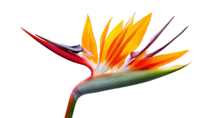 Bird of paradise flower blooming with transparent background