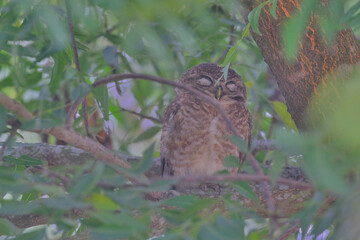 Spotted owlet