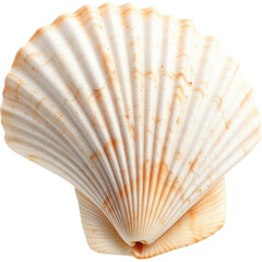 Detailed spiral seashell with a textured, ribbed surface and natural beige and white coloration isolated on white.