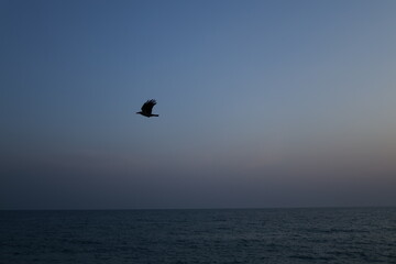 Bird ocean sunset. High quality photo