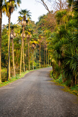 Obraz premium A scenic palm-lined alley with asphalt road going forward surrounded by lush green and yellow southern trees. Adventure, tropical beauty, travel, tourism, nature. Batumi Botanical Garden. Vertical.