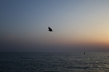 Bird ocean sunset. High quality photo