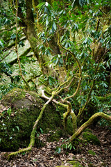 Lush, vibrant forest moss on gnarled tree branches. Close-Up. Vertical.