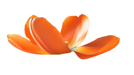 Vibrant orange tulip blooming with grace on transparent background