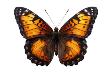A vibrant butterfly with striking orange and black wings, detailed patterns, isolated on a white background, showcasing natural beauty and grace.