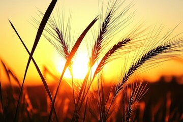 Golden Hour Serenity A Wheat Field Silhouetted Against the Setting Sun's Blaze