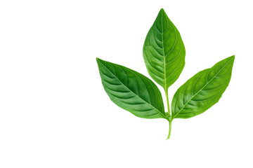 Fresh green basil leaves on PNG and transparent background
