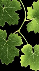 Vine leaves close-up with visible veins against a solid black background. Use natural ingredient