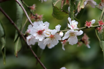 Bright flowers in a city park in Israel.