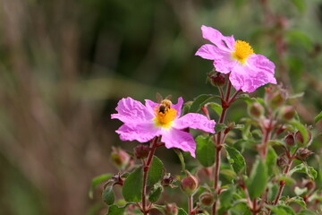 Bright flowers in a city park in Israel.