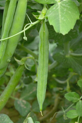 Green peas grow in the garden Beautiful close up of green fresh peas and pea pods. Healthy food, Bush of sweet pea with ripe pods cultivated on vegetable garden, green peas closeup in nature, Pakistan