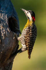 Green barred Woodpecker in forest environment,  La Pampa province, Patagonia, Argentina.