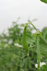 Green peas grow in the garden Beautiful close up of green fresh peas and pea pods. Healthy food, Bush of sweet pea with ripe pods cultivated on vegetable garden, green peas closeup in nature, Pakistan
