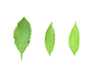 Green leaves isolated on white background. Soft focus.