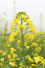Obraz premium Mustard flower field is full blooming, yellow mustard field landscape industry of agriculture, mustard flowers closeup photo, Oil seed crop cultivation in Pakistan, Full Blooming Yellow Mustard Flower