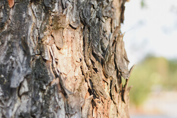 close-up of tree bark beautifully highlights its intricate textures and natural peeling layers.