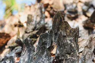 close-up of tree bark beautifully highlights its intricate textures and natural peeling layers.