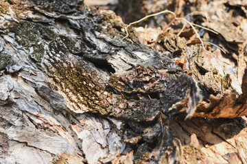 close-up of tree bark beautifully highlights its intricate textures and natural peeling layers.