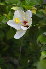 Beautiful flower of Shoeblack on plant, flower, red white Shoeblackplant flower, shoeblackplant flowers bloom among its dense leaves, Beautiful big red white flower closeup, Chakwal, Punjab, Pakistan
