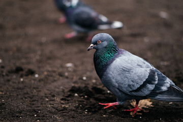 A close-up of a pigeon walking on the ground, showcasing its vibrant iridescent feathers and striking red feet