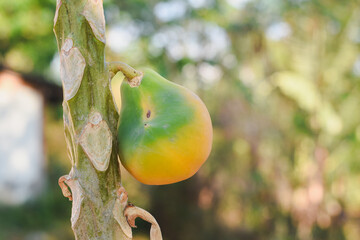 ripening papaya fruit on a tree. The vibrant orange and green tones of the papaya are quite...