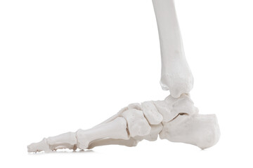 Artificial human skeleton model isolated on white, closeup